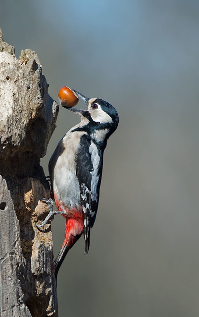 Great spotted woodpecker: Dendrocopos major