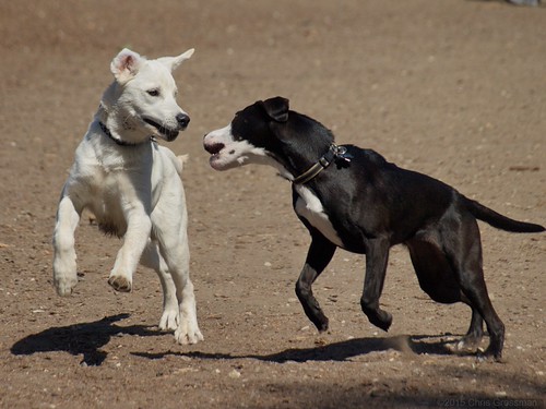 Dogs Playing: Blue the 5½ Month Old White Goberian and a 6 Month Old Mixed Breed Puppy - Olympus E-410 - Zuiko 40-150mm F/4-5.6 | by divewizard