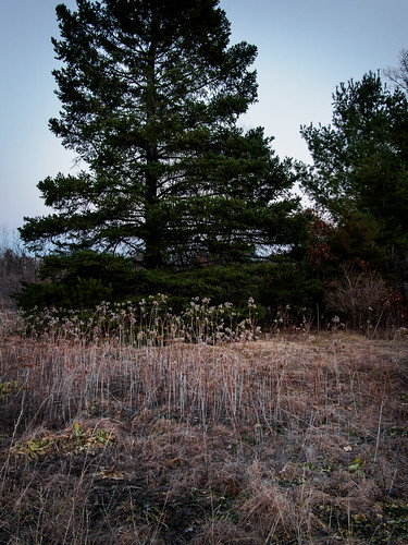 park county trees sunset nature grass wisconsin creek landscape evening lowlight grasses prairie lowes whitepine eauclaire muted latewinter