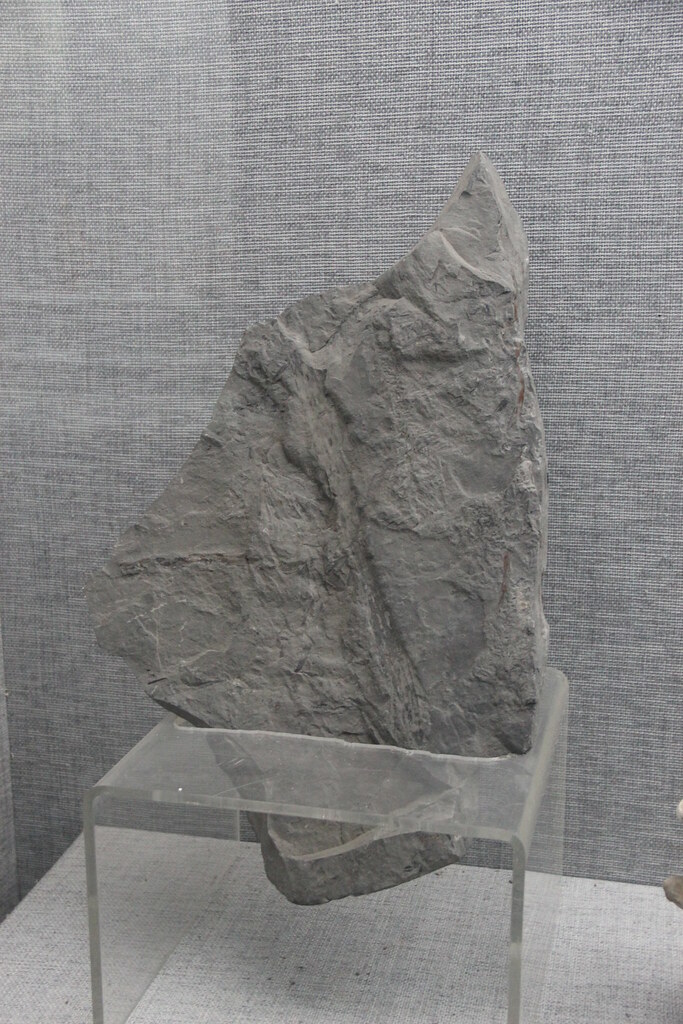 Fossil Gingko