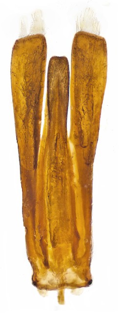 Gyrinus substriatus Stephens, 1928 Genital