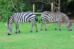 Zebras @ the Santuary