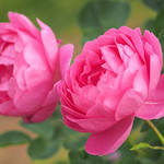 Rose, Royal Jubilee, バラ, ロイヤル ジュビリー,