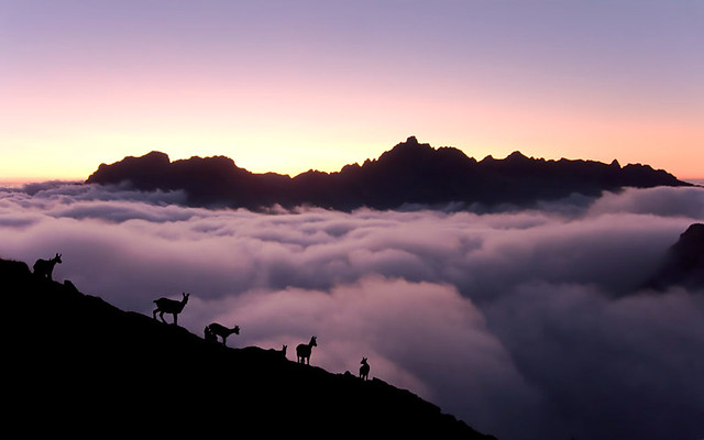 Chamois over the clouds / Rebecos sobre las nubes