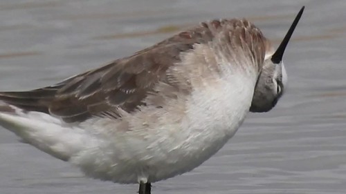 wild bird swimming video feeding preening wilsons phalarope shorebirds