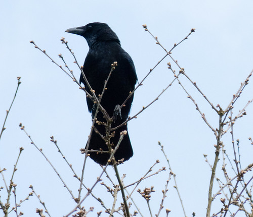 Carrion crow in treetop, looking round