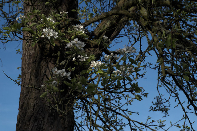old pear blossom 2