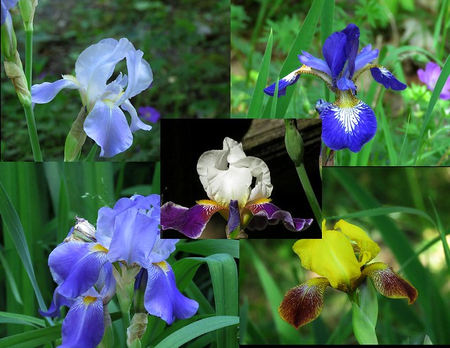 My Irises