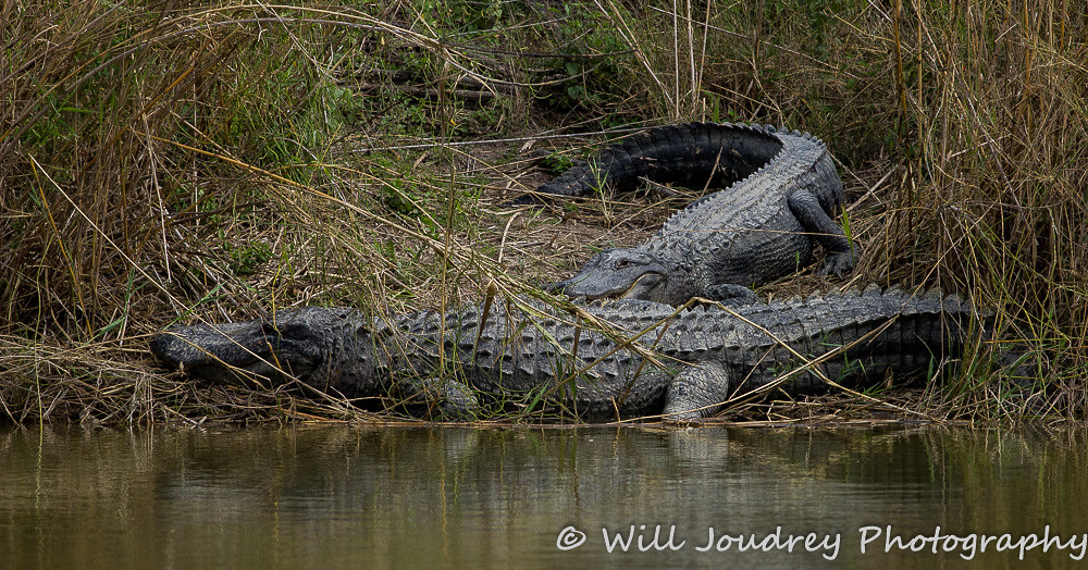 Wildlife in Weslaco, TX | Flickr