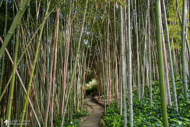 Bamboo wood