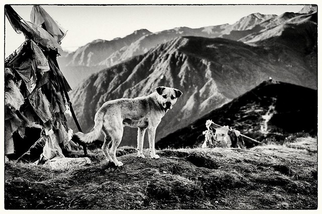 Mountain dog, Dzongri