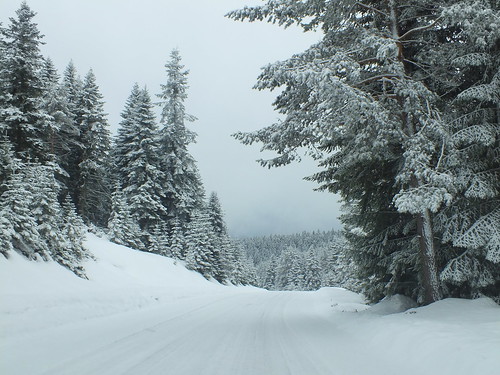 mountain snow weather forest turkey other places wald snowday onroad bolu kartalkaya projectweather kartalkayayolu