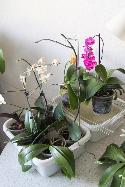 Orchideen tauchen