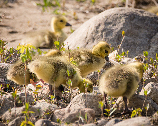 Canada geese goslings