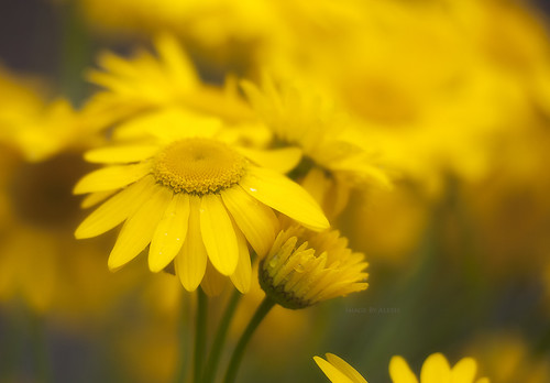 Summer Feeling | by FlexB