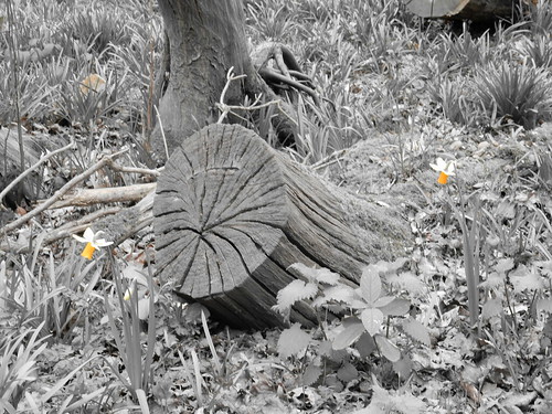 Coppice stool and daffs Sturry Circular (selective colour feature)