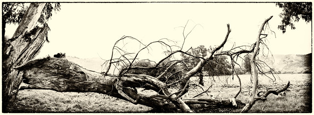 After the Fall _ bw