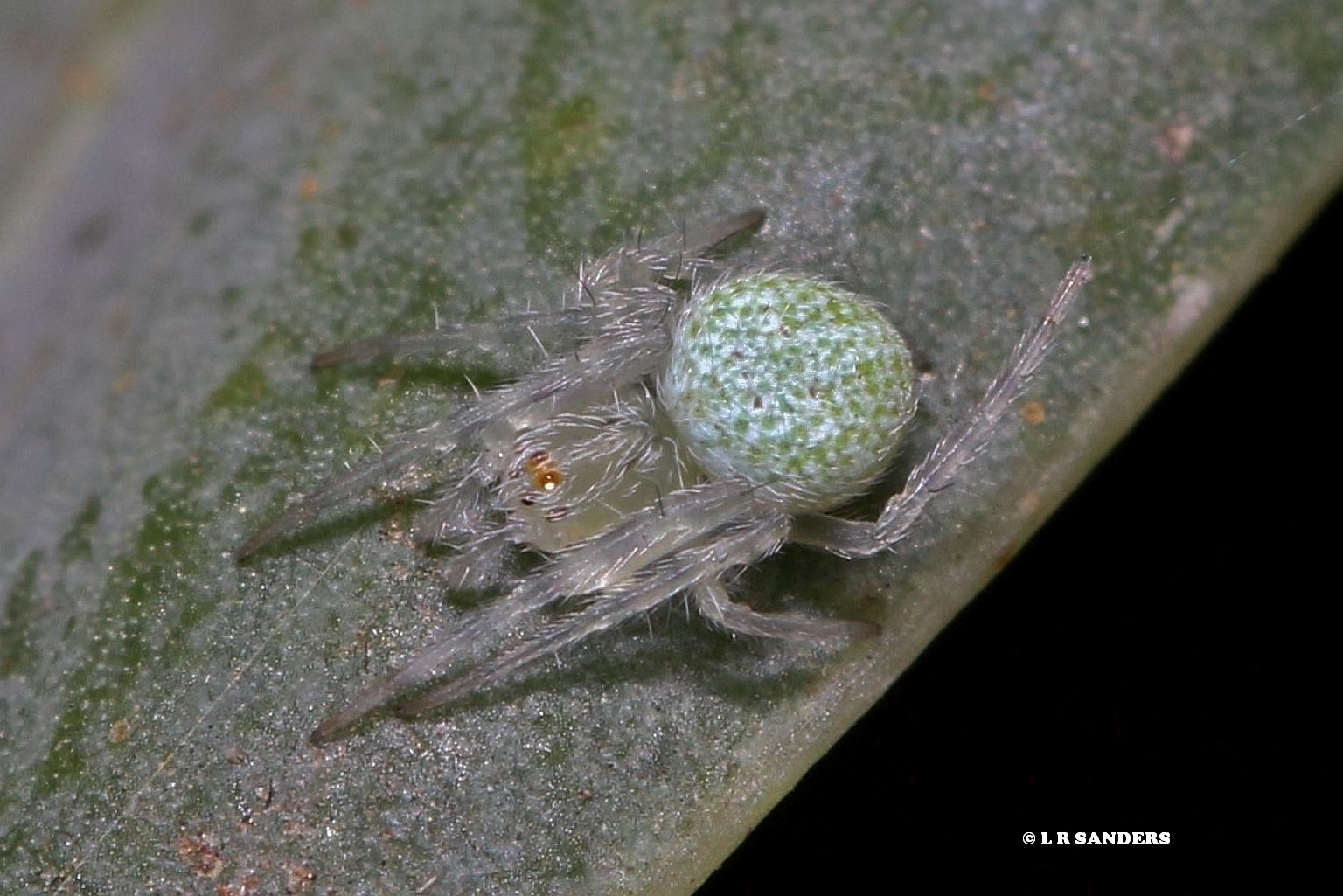 Araneus circulissparsus | Flickr