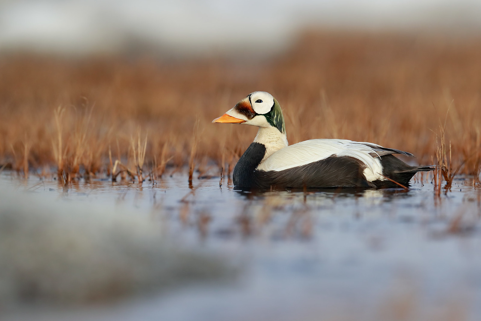 Somateria fischeri | Spectacled Eider | glasögonejder