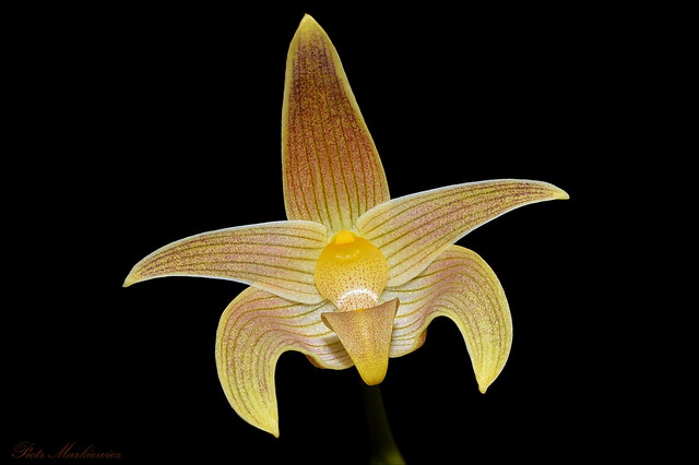 Bulbophyllum sp lobbii related