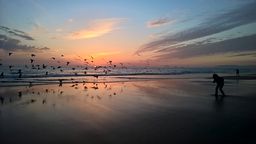 ocean sunset sea praia beach portugal mar seagull oceano lumia lumia930