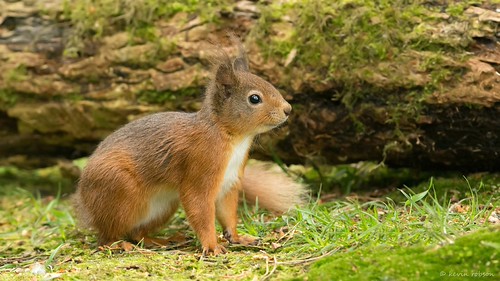 Red Squirrel | by KHR Images
