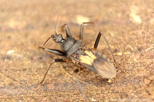 Assassin Bug - family Reduviidae