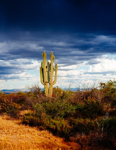 mcdowell arizona cactus clouds conservancy desert fraesfield mountain scottsdale sonoran storm trailhead