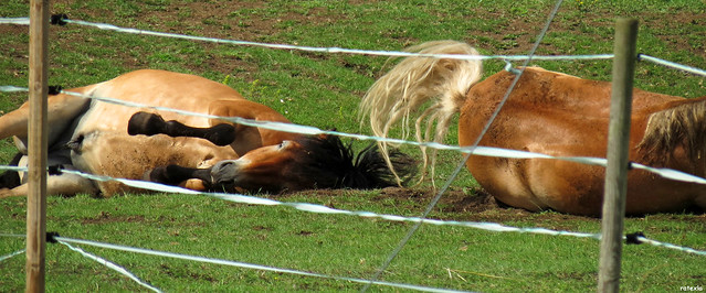 20140702_12 Gotland pony brothers Jolster & Jams rolling simultaneously | Gotlands Djurfristad, an animal sanctuary on Gotland, Sweden