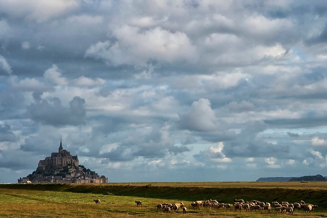 Les moutons du Mont-Saint-Michel