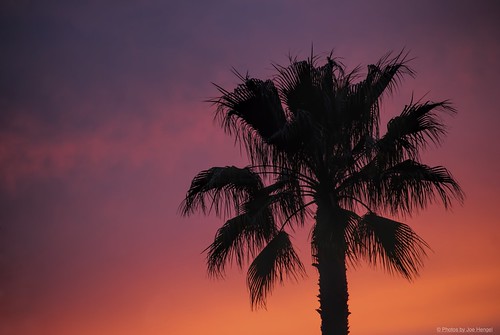 california ca pink sunset orange silhouette clouds evening glow purple outdoor lavender palm palmtrees socal palmtree southerncalifornia orangecounty oc sherbet theoc goldenhour eveninglight goldenstate eveningskies cloudsorangecounty
