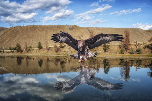 Eagles Eye Reflection. | by Dave Bremner at Large