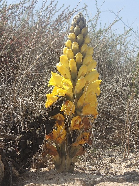 Gelbe Cistanche auf der Isla de Lobios, bei Fuerteventura, NGID1376138719