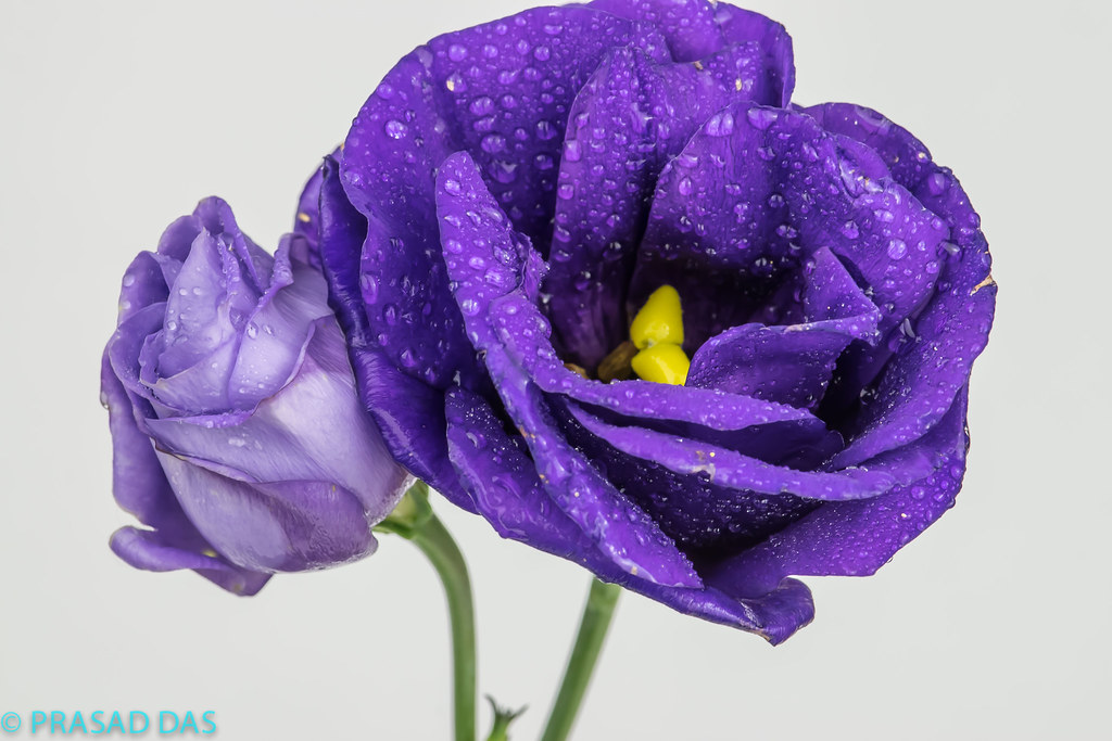 Purple  Flower Macro (1 of 1)