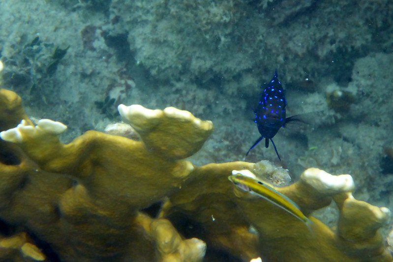 Yellowtail Damselfish