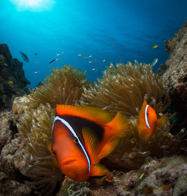 Tomato Anemonefish As Interested In Me As I Them, Okinawa, Japan