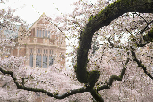 tree campus cherry washington spring university blossom 2015 d610