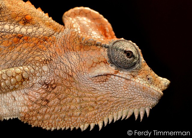 Helmeted Chameleon (Trioceros hoehnelii) - female