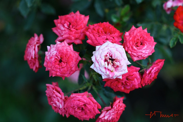 Rosa Trepadeira, Dwarf rose, Rosas de racimo