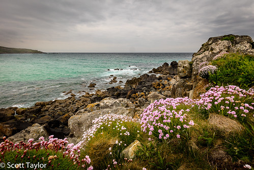 wildflowers england flowers cliffs handheld canon photoshopcc sea westcountry colour color uk stives seascape canonef1635mmf4 canon5dsr cornwall lightroom seaside