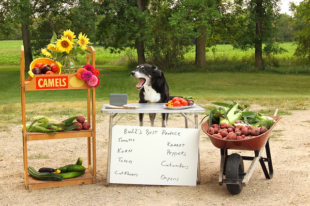 8/12 - Korn here!  Fresh korn!  Potatoes, Cucumbers, Tomatoes, Peppers!  Get your fresh produce here!