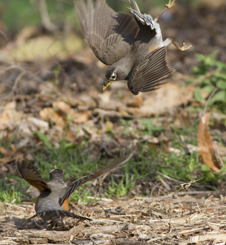 bird fighting americanrobin turdusmigratorius