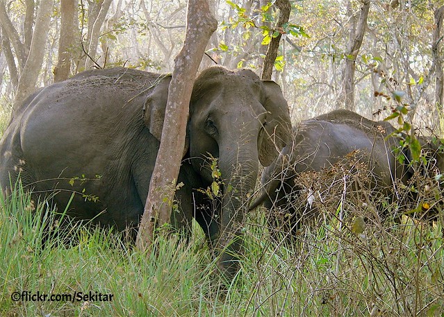 Elefants at  Mudumalai National Park, Tamil Nadu, India