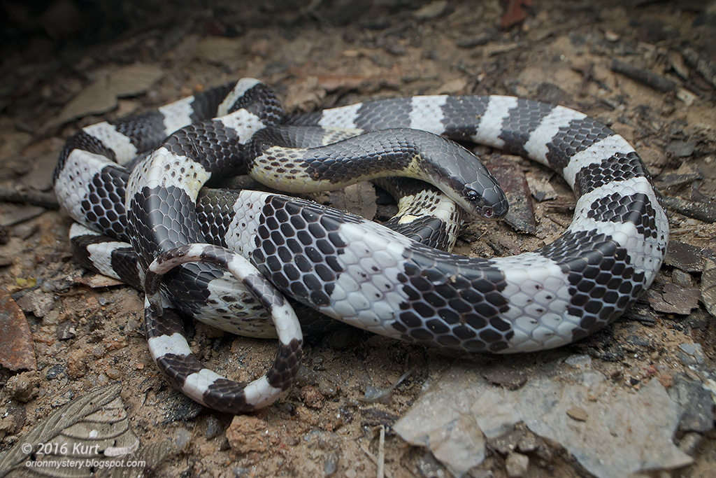 most venomous snakes in the world - death adder - most dangerous snake in the world -  Blue Krait