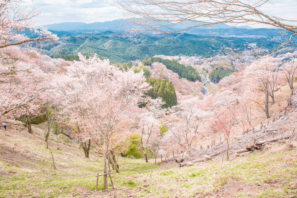 世界遺産吉野 の 千本桜 を見ながら 吉野山 〜 高城山 〜 青根ケ峰 を縦走