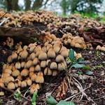 some fungi
