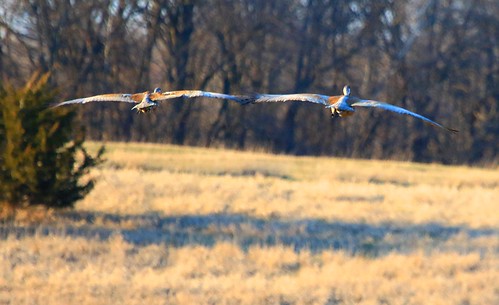 county cardinal reis iowa cranes larry marsh sandhill winneshiek
