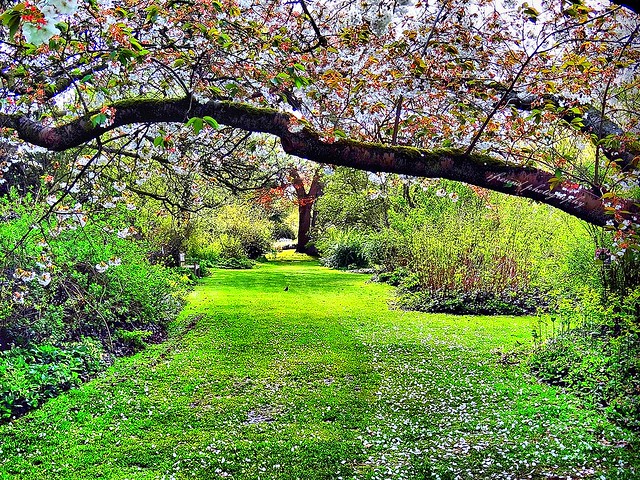 Beautiful spring in Arboretum Kalmthout, Belgium