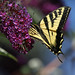 Flickr photo 'Western Tiger Swallowtail, Papilio rutulus' by: d_robichaud.