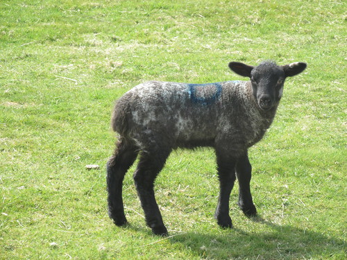 April 6, 2015: Glynde to Seaford Lamb on South Downs